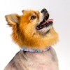 Country Brook Petz Martingale Dog Collar Country and Western Collection - 3 of 4