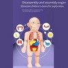 Children's organ cognition model toys, medical cognition early education model toys - 3 of 4