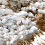 cream, charcoal, mustard, lightgray, lightbrown, mediumbrown