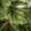 5'H Sullivans Emerald Pine Tree In Burlap, Green - 2 of 3