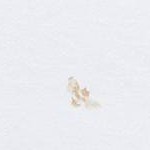 Golden Bee/Oatmeal