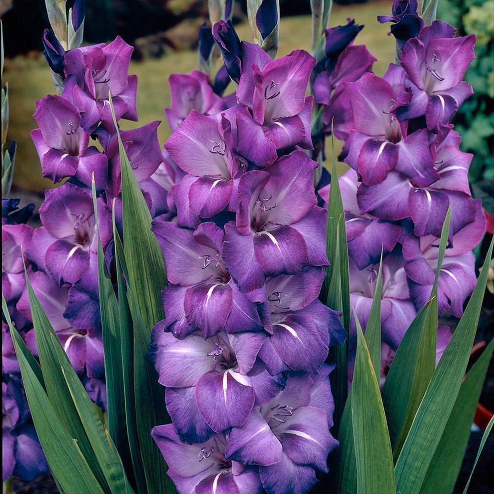 Van Zyverden 12ct Bulbs Gladiolus Large Flowering Grande Passion Blue