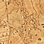cork