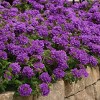 2.5qt EnduraScape Dark Purple Verbena Plant with Purple Blooms - National Plant Network: Full Sun, Heat Resistant - 2 of 4