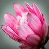 15"H Sullivans Fuchsia Pink Queen Protea, Pink - 2 of 4