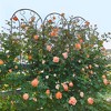 MOEPISY 2 Pack Metal Garden Trellis 86.7 inch x 19.7 inch Rustproof Trellis Black - 4 of 4