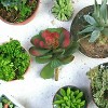 Floral Home 6.5" Green and Blue Aeonium - 12-Piece - 2 of 4