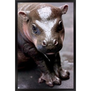 Trends International Cute Pygmy Hippopotamus Framed Wall Poster Prints - 1 of 4