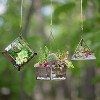 D'Eco Glass Geometric DIY Terrarium, Succulent & Air Plant- Hanging Mini Hexagon Shaped for Indoor Gardening Decor- Create Your own Centerpiece - 3 of 3
