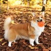 Alilang Squeaky Durable Pet Toy Balls in Orange, Green & Blue for Small and Medium Dogs- 3 Pack - 3 of 4