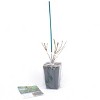 Weigela Maroon Swoon 4" Potted Rocketliners - Van Zyverden - 4 of 4
