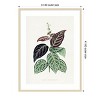 Amanti Art Green Bignonia Argyro Violascens Leaf Illustration by Pictufy Wood Framed Wall Art Print - 4 of 4