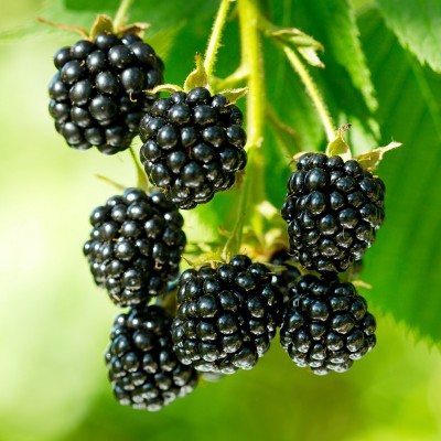 Bushel and Berry Blackberry 'Baby Cakes' 1pc Seasonal U.S.D.A. Hardiness Zones 4-8 National Plant Network 2.5qt