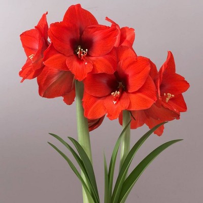 Mega Amaryllis Bulb Souvereign Set Orange - Van Zyverden