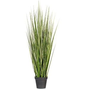 Green Evergold Grass Potted UV - 1 of 4