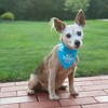 Pavilion Gift Company - Best Yorkie - 7" x 5" Canvas Slip on Pet Bandana - Pet Apparel Accessories - 3 of 4