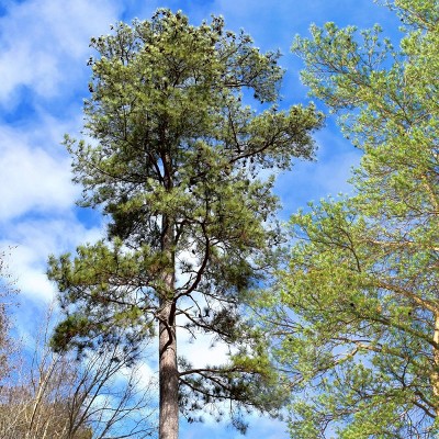 2.25gal Loblolly Pine Tree - National Plant Network