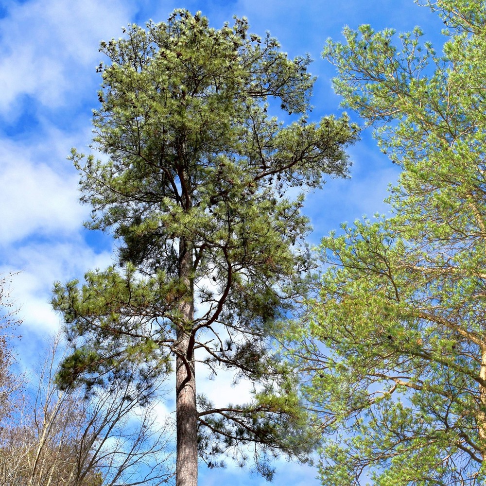 Photos - Garden & Outdoor Decoration 2.25gal Loblolly Pine Tree - National Plant Network