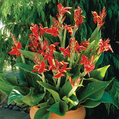 Van Zyverden 6ct 'Lucifer' Canna Bulb Orange