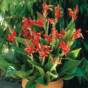 Van Zyverden 6ct 'Lucifer' Canna Bulb Orange - 1 of 4