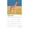 BrownTrout Baby Animals 2026 12"x24" Hanging Square Wall Calendar Plastic-Free - 4 of 4