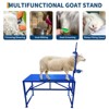 Goat Milking Stand with Feeder, Goat Stand for Trimming Hooves, with Adjustable Head Piece and Legs, 600 Lbs for Small Sheep and Goat - 3 of 4
