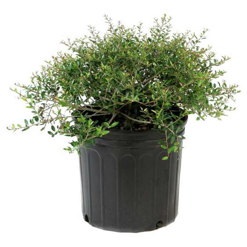 Holly Dwarf Yaupon 1pc - National Plant Network U.S.D.A Hardiness Zone 7-11 - 2.5 Quart, 3 of 5