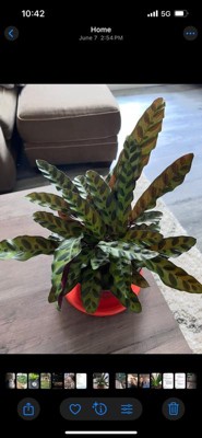 Guest review image 1 of 3, zoom in