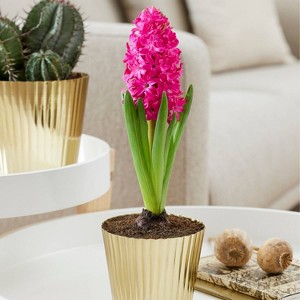 Van Zyverden Hyacinth PreChilled Kit Jan Bos Bulb with Iron Brass Textured Finish Planter - 1 of 4