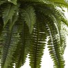 36 X 29 Artificial Boston Fern Hanging Basket - Nearly Natural : Target