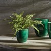 Plum & Post Boston Fern Drop-In 16" - 3 of 4