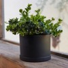 Bloem Mathers Round Resin Planter Pot Indoor and Outdoor Gardening - 2 of 4