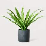 9.5" Small Artificial Nest Fern Plant in Ceramic Pot - Hilton Carter for Target