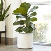 Juvale 2 Pack White Woven Basket Planters for Indoor Plants with Plastic Liner, Bohemian Style Decorative Storage for Home, 11 In - 2 of 4