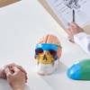 VEVOR Human Skull Model, 8 Parts Brain & 3 Parts Skull, Life-Size Painted Anatomy Skull Model, PVC Anatomical Skull, Multicolored - 2 of 4