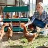 Chicken Nesting Boxes, Chicken Egg Laying Box with Chicken Perch, Roll Away Nest Box for Chicken Coop Hens Poultry - 3 of 4