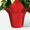 Holiday 6" White Poinsettia Live Plant - Good Little Garden™ - 3 of 4