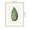 Amanti Art Dieffenbachia Seguina Leaf Illustration by Pictufy Wood Framed Wall Art Print - 4 of 4