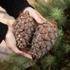 7"H & 6"H Sullivans Christmas Sparkling Pinecone Ornaments Set of 2  Brown - 4 of 4