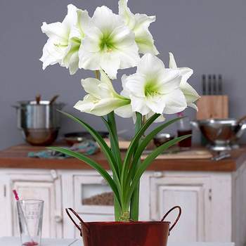 Van Zyverden Amaryllis White Christmas Gift Flower Bulb with Artisan Decorative Planter