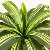 5-6ft UV & Sunproof Artificial Dracaena Tree for Indoor/Outdoor - Faux Silk Plant in Tall Planter, Tall Faux Tree for Home & Garden Decor - 4 of 4