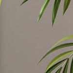 enhanced pine gray+black