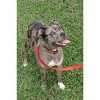 Country Brook Petz 5/8 Inch Nylon Dog Leash - 2 of 4