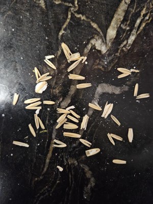 Guest review image 1 of 1, zoom in