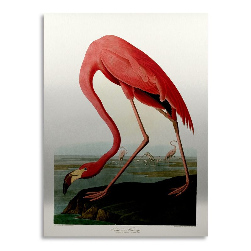 Trademark Fine Art - John James Audubon 'American Flamingo' Floating Brushed Aluminum Art, 2 of 5