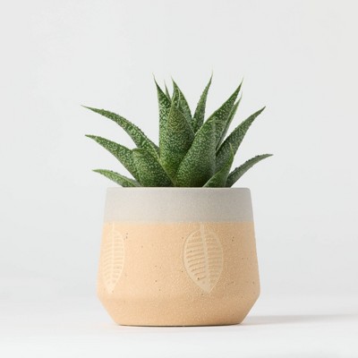 Falling Leaves Live Houseplant - Good Little Garden™
