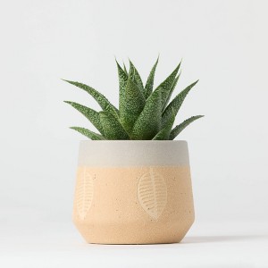 Falling Leaves Live Houseplant - Good Little Garden™ - 1 of 4