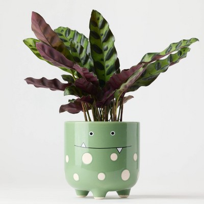 Halloween Ziggy Green Live Houseplant - Good Little Garden™