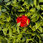 red