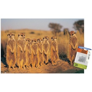 Trends International Meerkat Unframed Wall Poster Prints - 1 of 4